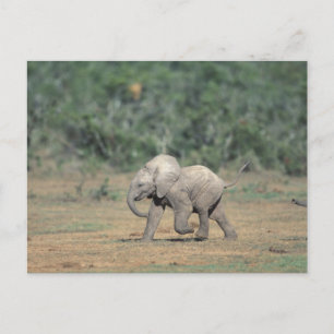 Zuid-Afrika, Addo Elephant Nat'l Park. Baby Briefkaart