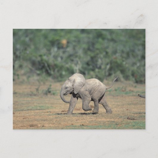 Zuid-Afrika, Addo Elephant Nat'l Park. Baby Briefkaart (Voorkant)