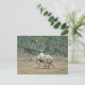 Zuid-Afrika, Addo Elephant Nat'l Park. Baby Briefkaart (Staand voorkant)