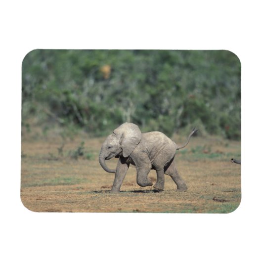 Zuid-Afrika, Addo Elephant Nat'l Park. Baby Magneet (Horizontaal)