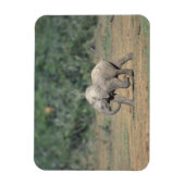 Zuid-Afrika, Addo Elephant Nat'l Park. Baby Magneet (Verticaal)