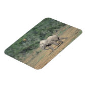 Zuid-Afrika, Addo Elephant Nat'l Park. Baby Magneet (Linkerzijde)