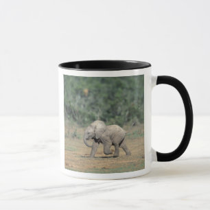 Zuid-Afrika, Addo Elephant Nat'l Park. Baby Mok