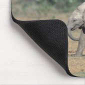 Zuid-Afrika, Addo Elephant Nat'l Park. Baby Muismat (Hoek)