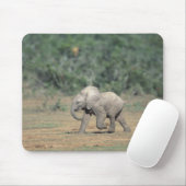 Zuid-Afrika, Addo Elephant Nat'l Park. Baby Muismat (Met muis)
