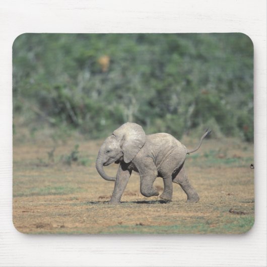 Zuid-Afrika, Addo Elephant Nat'l Park. Baby Muismat (Voorkant)