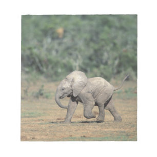 Zuid-Afrika, Addo Elephant Nat'l Park. Baby Notitieblok