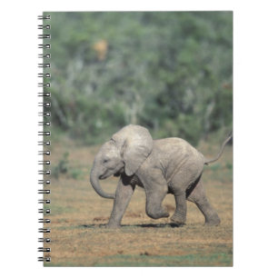 Zuid-Afrika, Addo Elephant Nat'l Park. Baby Notitieboek