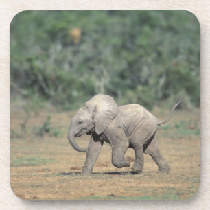 Zuid-Afrika, Addo Elephant Nat'l Park. Baby Onderzetter