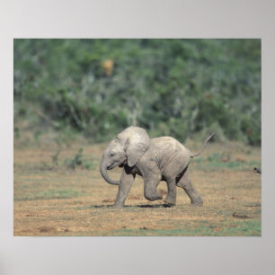 Zuid-Afrika, Addo Elephant Nat'l Park. Baby Poster