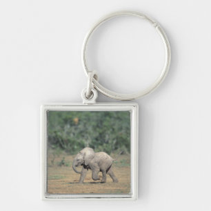 Zuid-Afrika, Addo Elephant Nat'l Park. Baby Sleutelhanger