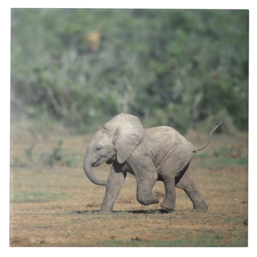 Zuid-Afrika, Addo Elephant Nat'l Park. Baby Tegeltje (Voorkant)