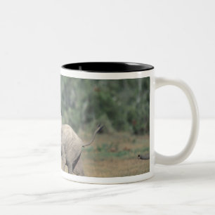 Zuid-Afrika, Addo Elephant Nat'l Park. Baby Tweekleurige Koffiemok