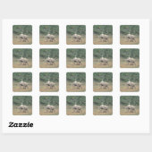 Zuid-Afrika, Addo Elephant Nat'l Park. Baby Vierkante Sticker (Vel)