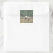 Zuid-Afrika, Addo Elephant Nat'l Park. Baby Vierkante Sticker (Tas)
