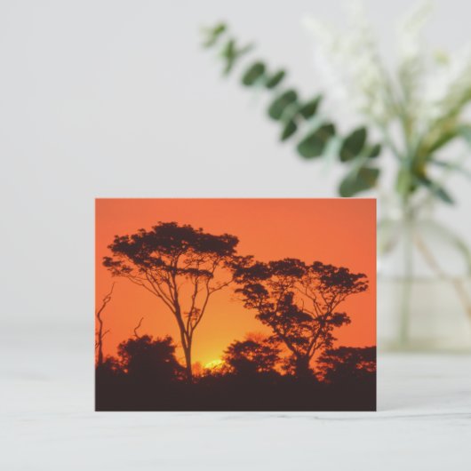 Zuid-Afrika. Afrikaanse zonsondergang. Briefkaart (Staand voorkant)