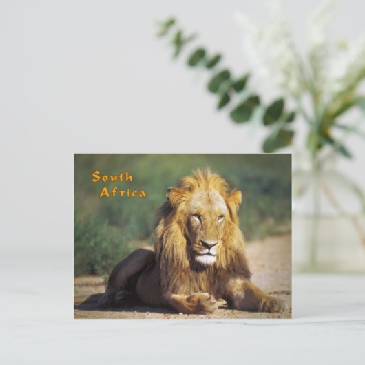 Zuid-Afrika Briefkaart (Staand voorkant)