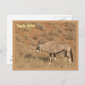 Zuid-Afrika Briefkaart (Voorkant / Achterkant)