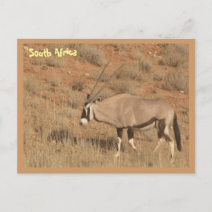 Zuid-Afrika Briefkaart