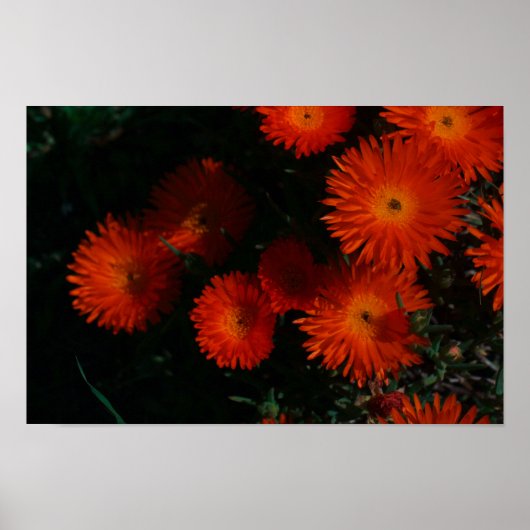 Zuid-Afrika Groen Oranje Succulent Flowers Poster (Voorkant)