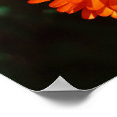 Zuid-Afrika Groen Oranje Succulent Flowers Poster (Hoek)