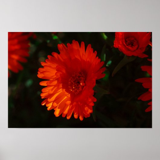Zuid-Afrika Groen Oranje Succulent Flowers Poster (Voorkant)