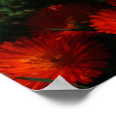 Zuid-Afrika Groen Oranje Succulent Flowers Poster (Hoek)