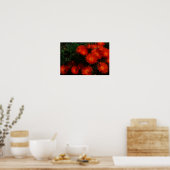 Zuid-Afrika Groen Oranje Succulent Flowers Poster (Keuken)