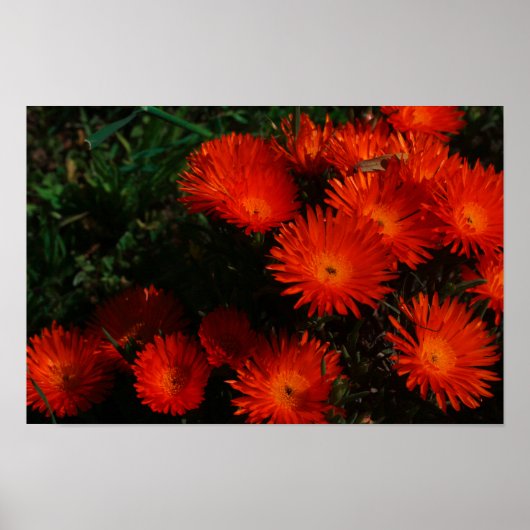 Zuid-Afrika Groen Oranje Succulent Flowers Poster (Voorkant)