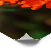 Zuid-Afrika Groen Oranje Succulent Flowers Poster (Hoek)