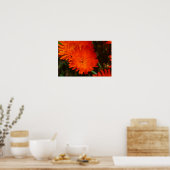 Zuid-Afrika Groen Oranje Succulent Flowers Poster (Keuken)