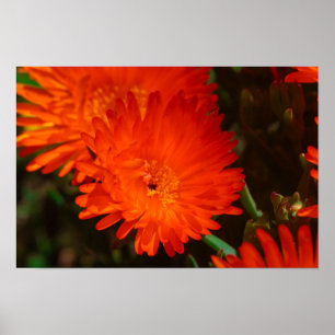 Zuid-Afrika Groen Oranje Succulent Flowers Poster