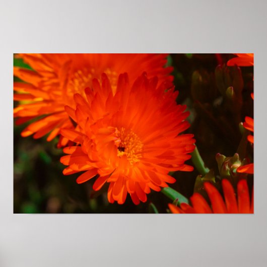Zuid-Afrika Groen Oranje Succulent Flowers Poster (Voorkant)