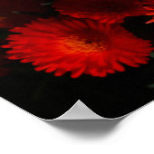 Zuid-Afrika Groen Oranje Succulent Flowers Poster (Hoek)