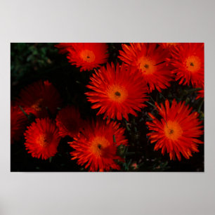 Zuid-Afrika Groen Oranje Succulent Flowers Poster