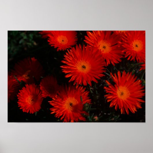 Zuid-Afrika Groen Oranje Succulent Flowers Poster (Voorkant)