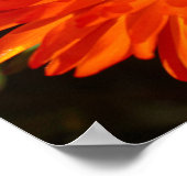 Zuid-Afrika Groen Oranje Succulent Flowers Poster (Hoek)
