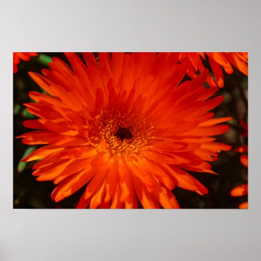 Zuid-Afrika Groen Oranje Succulent Flowers Poster (Voorkant)
