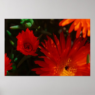 Zuid-Afrika Groen Oranje Succulent Flowers Poster
