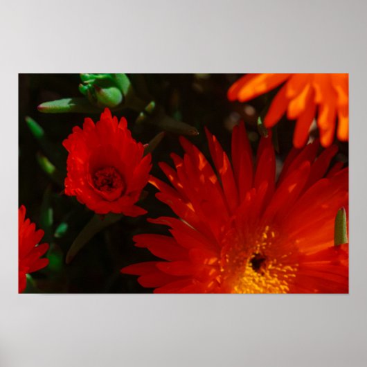Zuid-Afrika Groen Oranje Succulent Flowers Poster (Voorkant)