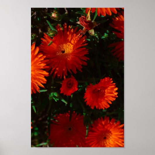 Zuid-Afrika Groen Oranje Succulent Flowers Poster (Voorkant)