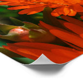 Zuid-Afrika Groen Oranje Succulent Flowers Poster (Hoek)