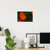 Zuid-Afrika Groen Oranje Succulent Flowers Poster (Thuiskantoor)