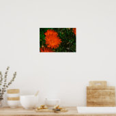Zuid-Afrika Groen Oranje Succulent Flowers Poster (Keuken)