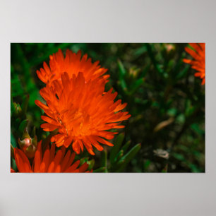 Zuid-Afrika Groen Oranje Succulent Flowers Poster