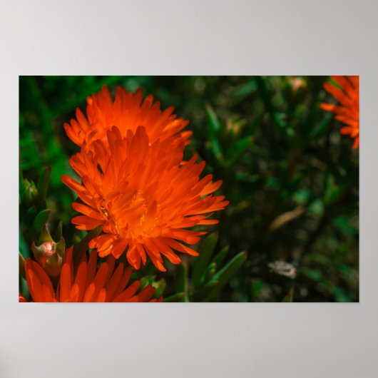 Zuid-Afrika Groen Oranje Succulent Flowers Poster (Voorkant)