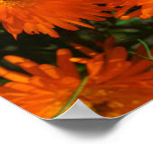 Zuid-Afrika Groen Oranje Succulent Flowers Poster (Hoek)