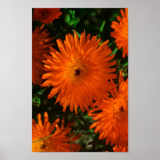 Zuid-Afrika Groen Oranje Succulent Flowers Poster (Voorkant)
