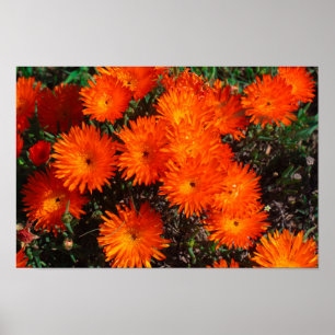 Zuid-Afrika Groen Oranje Succulent Flowers Poster
