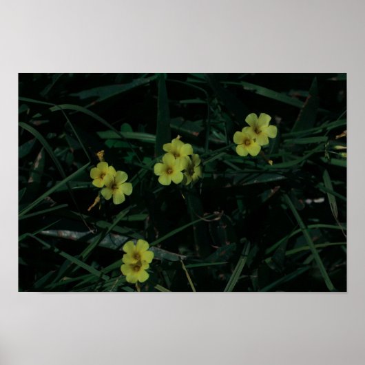 Zuid-Afrika Groene Gele Inheemse Bloemen Poster (Voorkant)